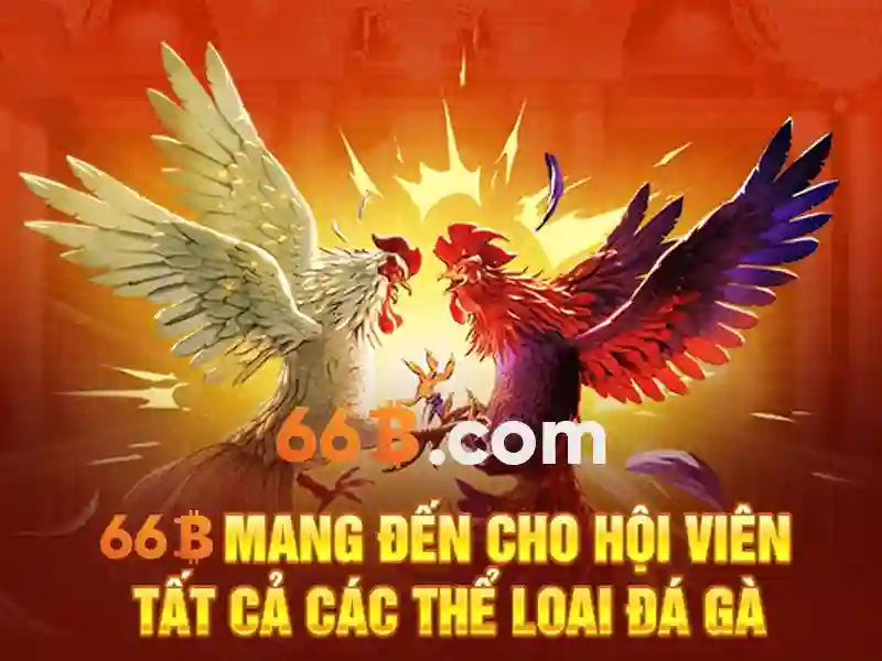 66B là gì?