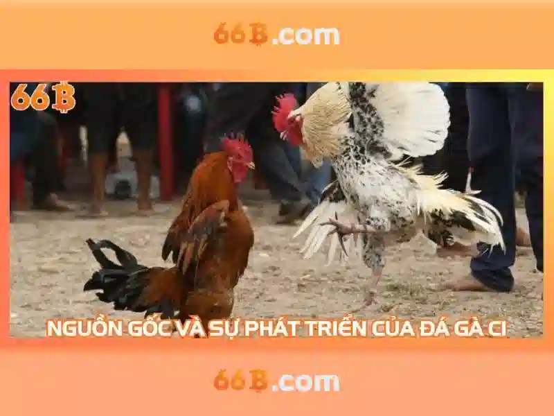 66B là gì và tại sao quan trọng