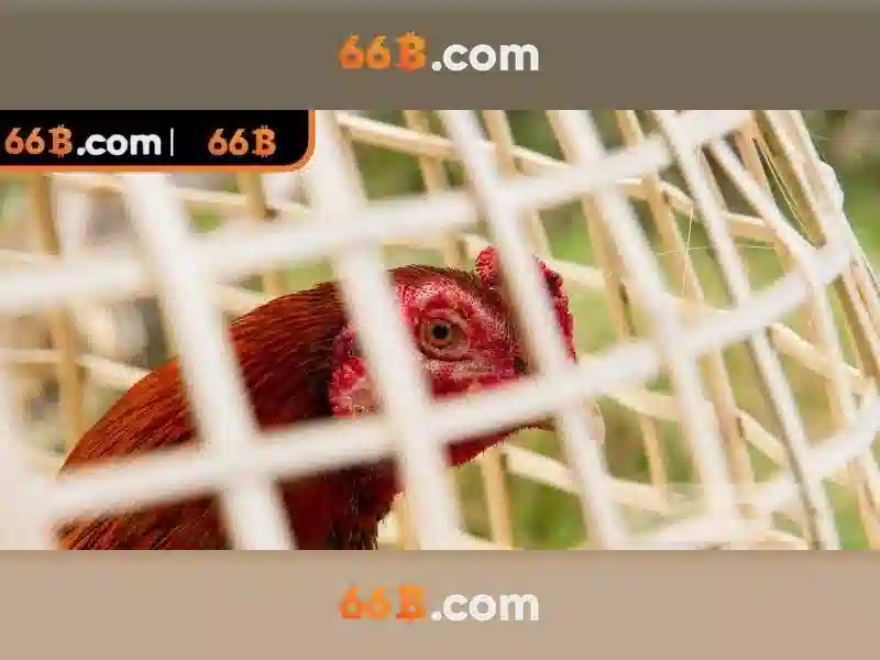 Giới thiệu về 66b
